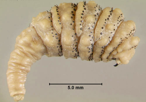 botfly larva 2