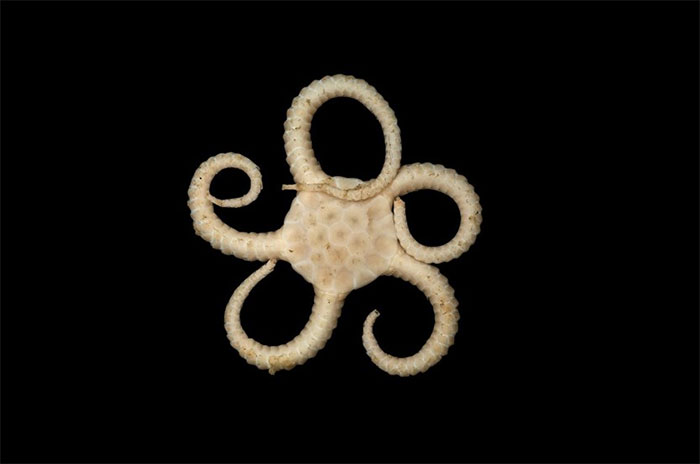 brittle star 12 makhluk dasar laut yang sangat pelik dan dahsyat