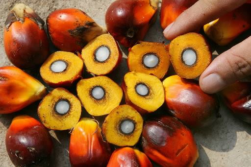 buah dan inti kelapa sawit