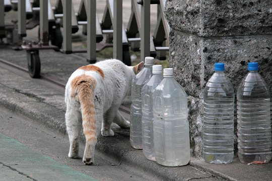budaya jepun isi botol air halau kucing