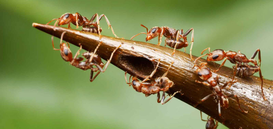 bullhorn acacia ant semut paling berbahaya di dunia 2