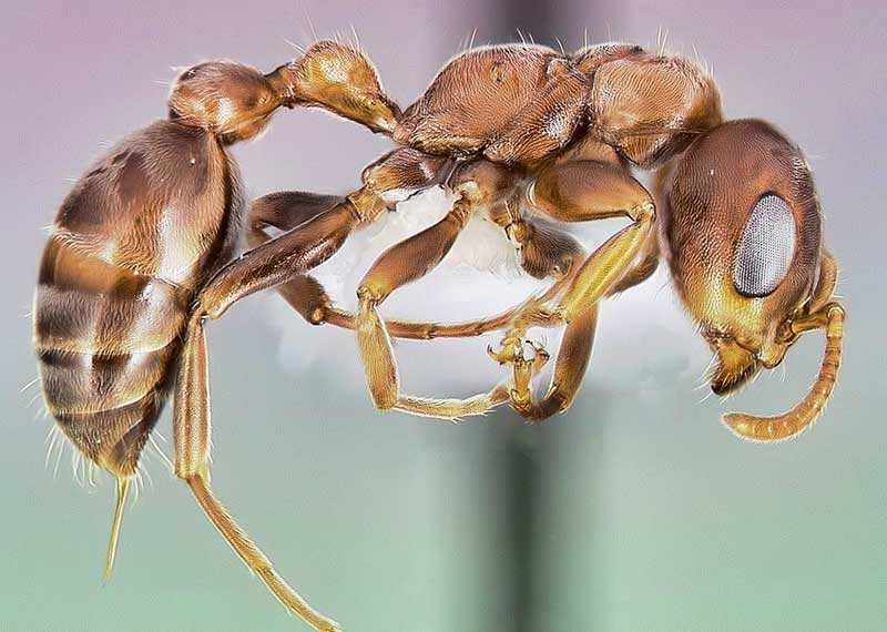 bullhorn acacia ant semut paling berbahaya di dunia