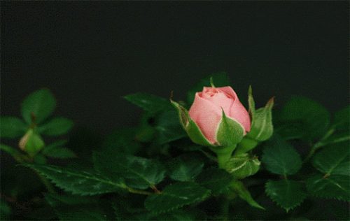 bunga ros dan pokok subur dengan baja teh
