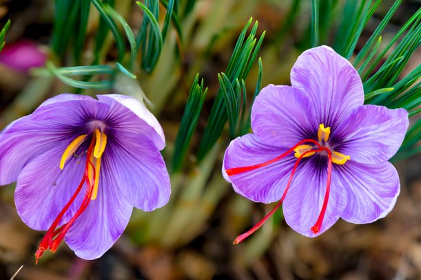 bunga saffron crocus