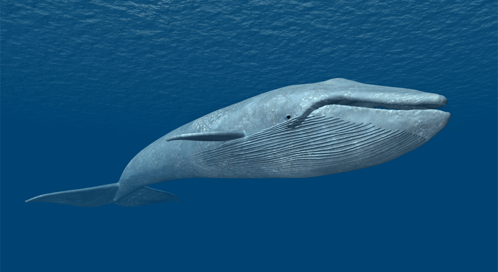 bunyi paus biru tersangat kuat