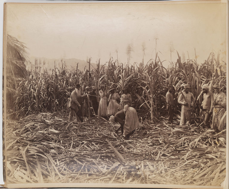 buruh ladang di jamaica