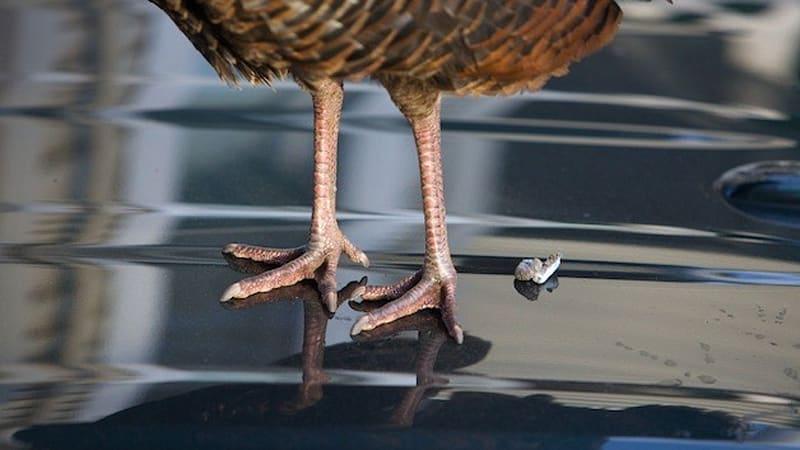 burung berak