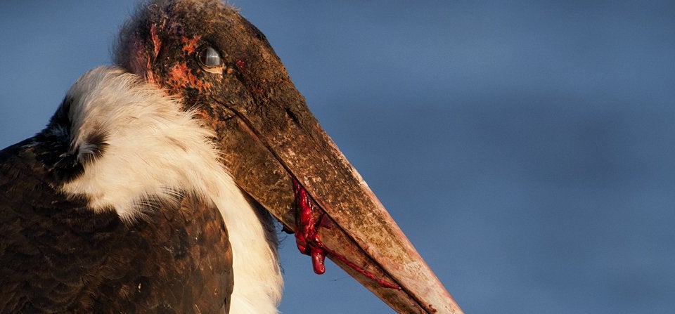 burung marabou stork menakutkan