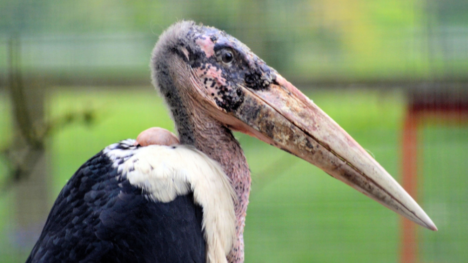 burung marabou stork