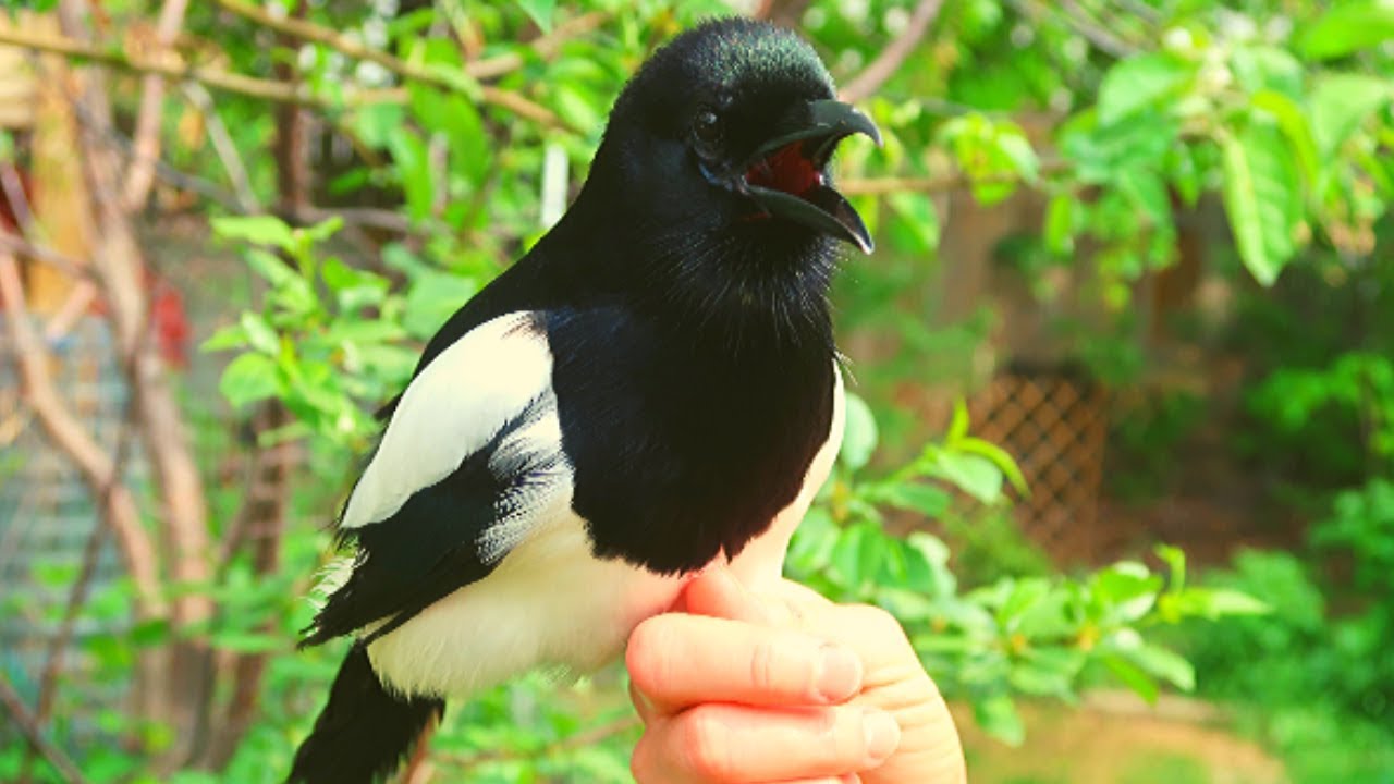 burung murai magpie simpulan bahasa mulut