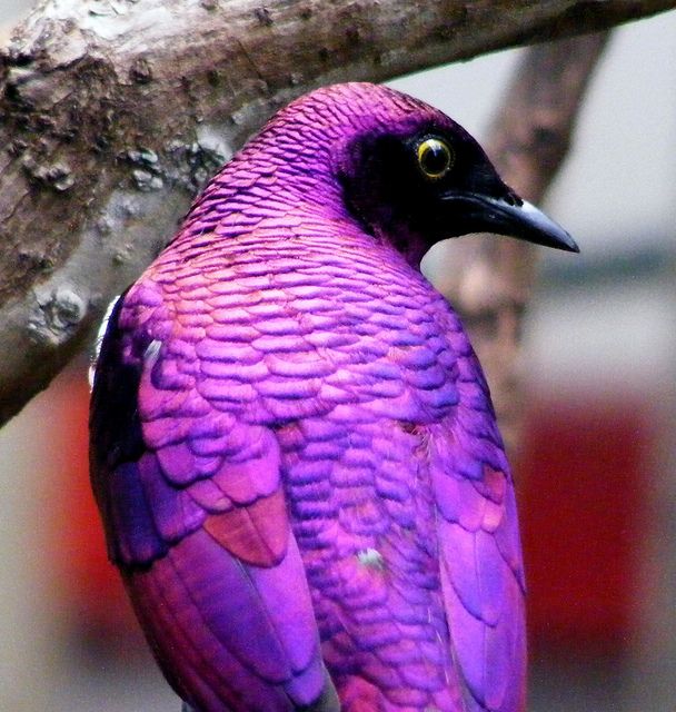 burung perling ungu