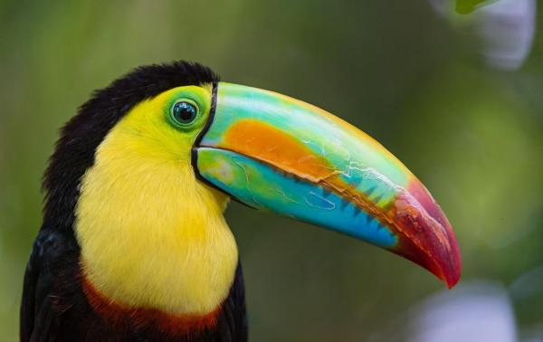 burung toucan memiliki paruh yang besar dan cantik