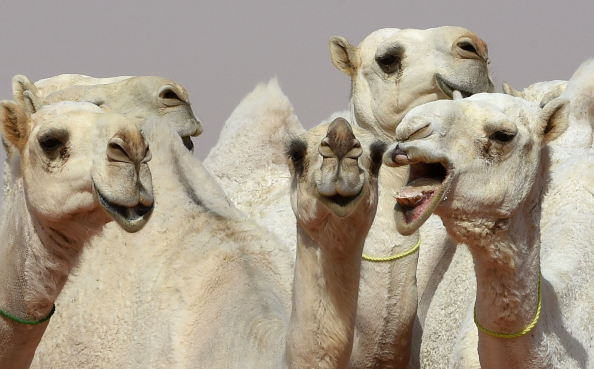 camel festival