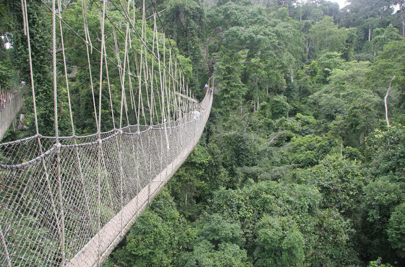 canopy walk bridge ghana