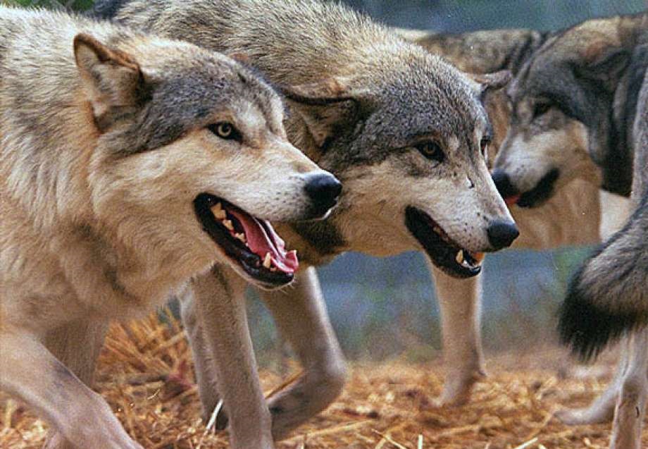 cara berhadapan serangan serigala