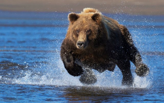 cara beruang menyerang