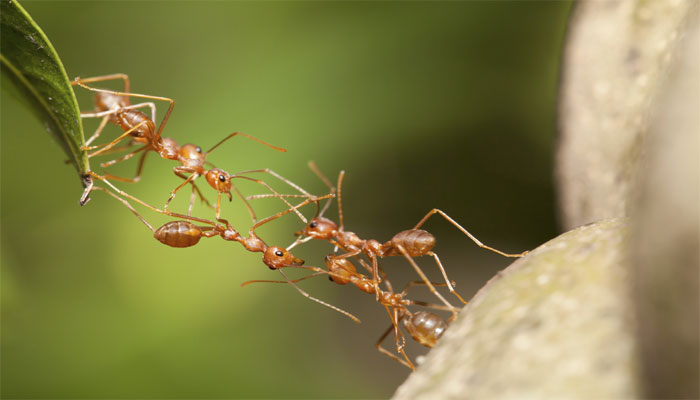 cara semut berkomunikasi antara satu sama lain