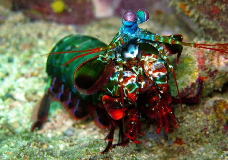 cara udang mantis berkomunikasi