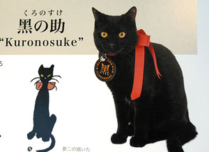 cat japan