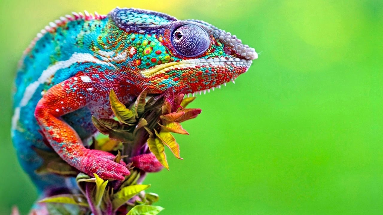 chameleon haiwan peliharaan usia jangka hayat panjang