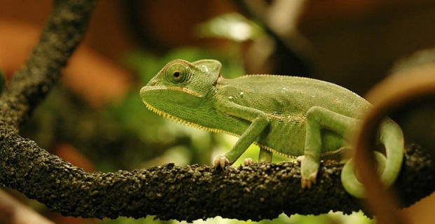 chameleon usia haiwan peliharaan