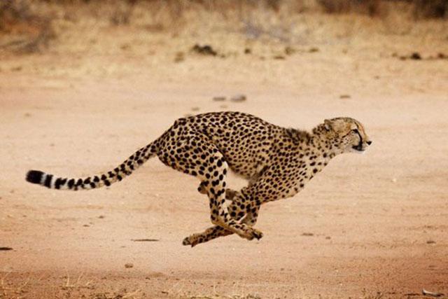cheetah lari