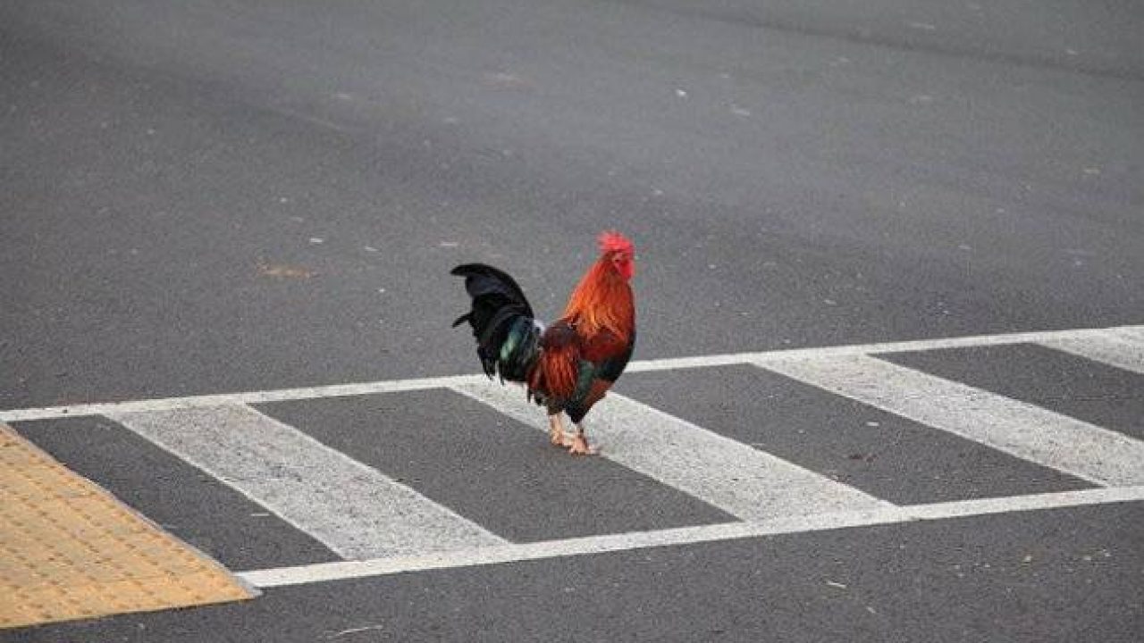 chicken crossing road 1280x720