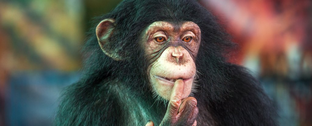 cimpanzi main osom gunting batu kertas 3