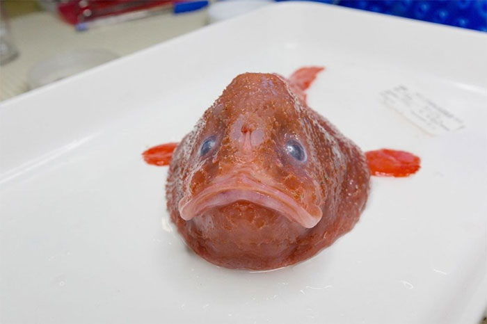coffinfish 12 makhluk dasar laut yang sangat pelik dan dahsyat