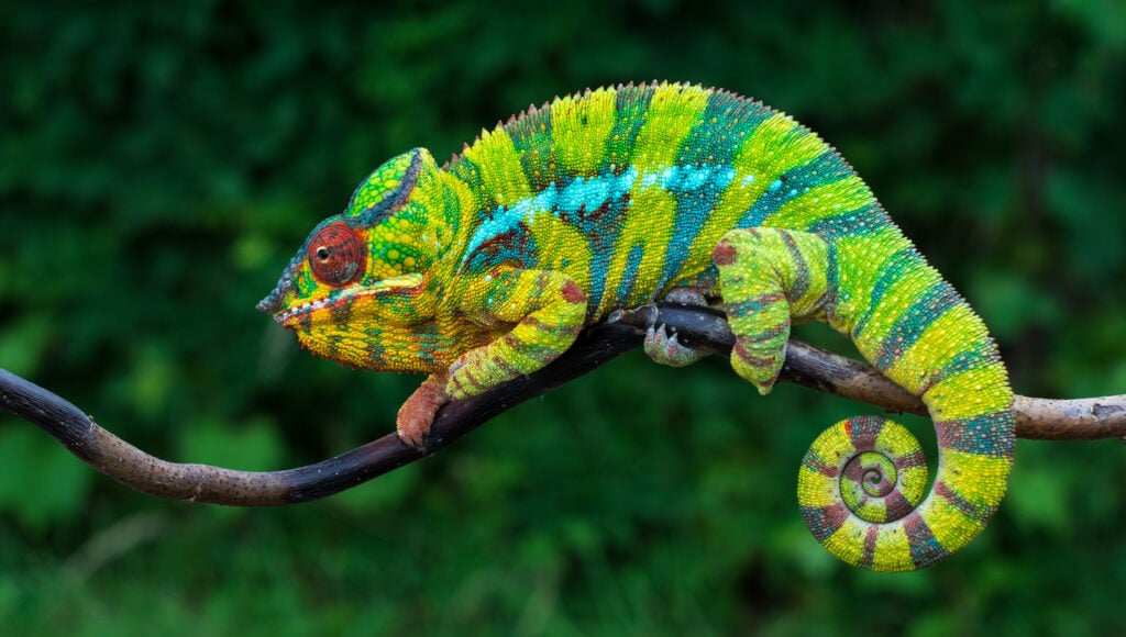 colorful panther chameleon 1024x580