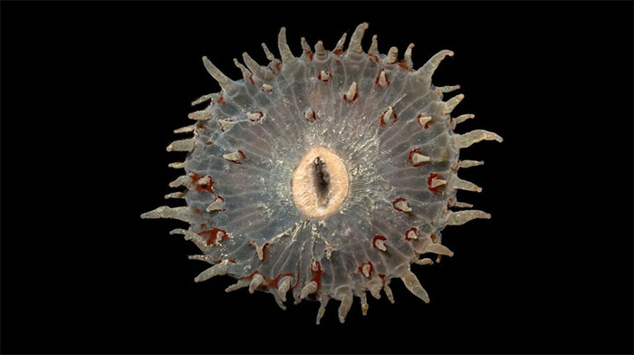 corallimorph 12 makhluk dasar laut yang sangat pelik dan dahsyat