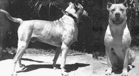 cordoba fighting dog 975