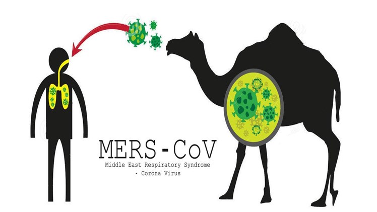 coronavirus mers yang dipindahkan dari unta arab