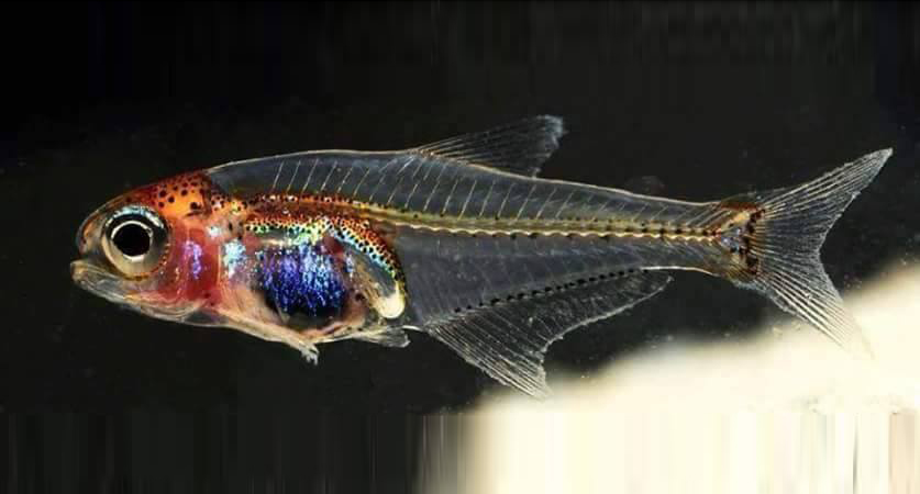 cyanogaster ikan lut sinar
