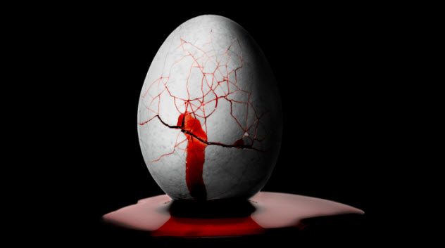 darah pengganti telur