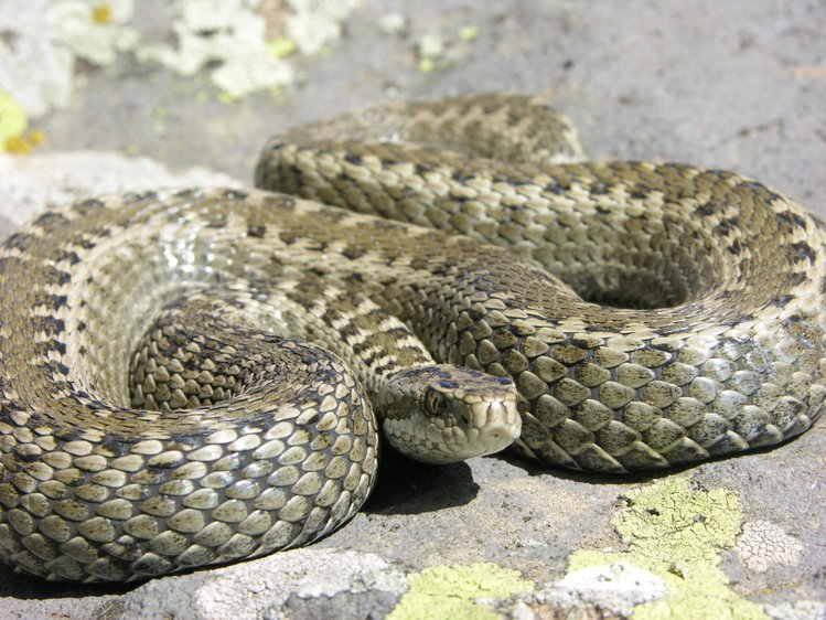 darevsky s viper ular paling rare di dunia