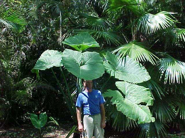 daun telinga gajah daun paling besar di dunia