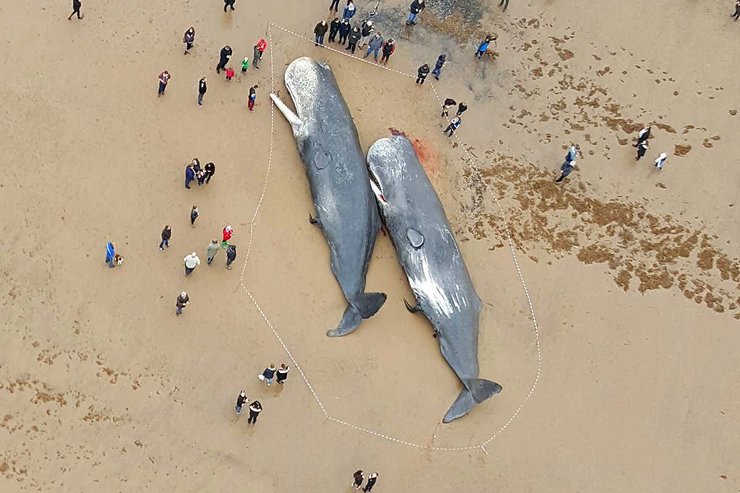 dua bangkai paus terdampar di pantai