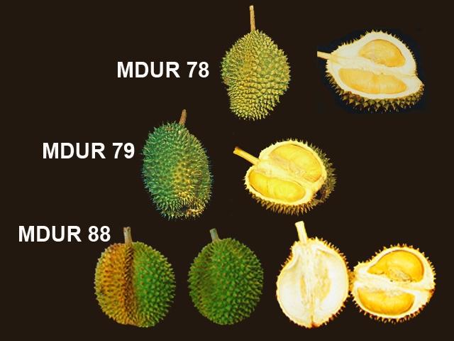 durian mardi