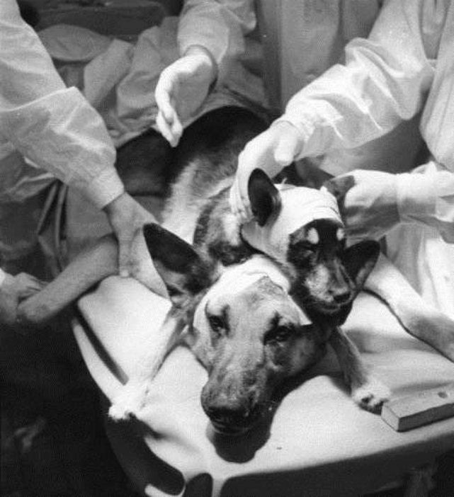eksperimen anjing kepala dua oleh kesatuan soviet