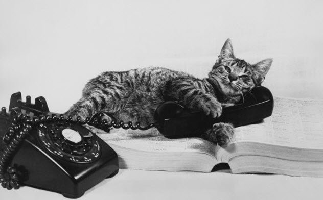 eksperimen telefon kucing