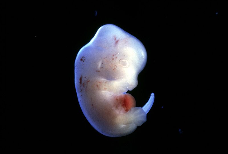 embrio tikus