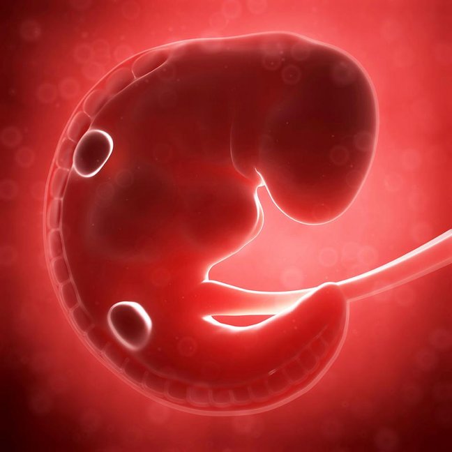 embryo minggu ke 5
