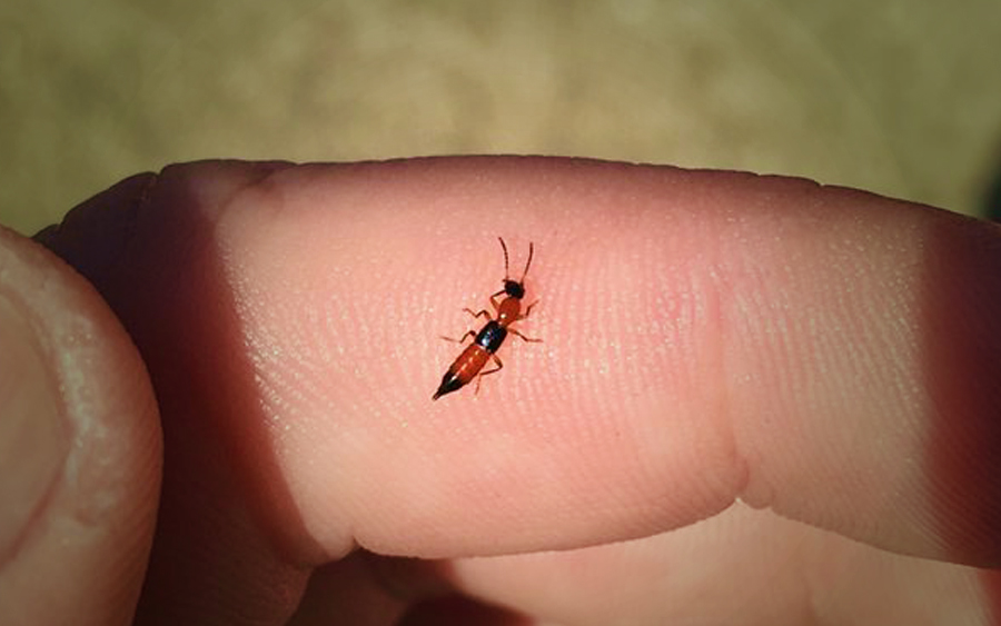 epidemik wabak disebabkang angkara semut charlie