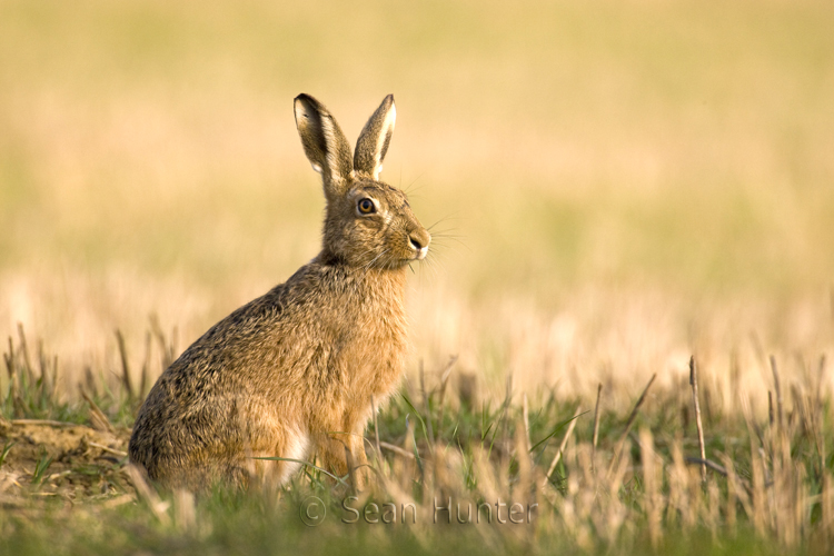 european brown hare