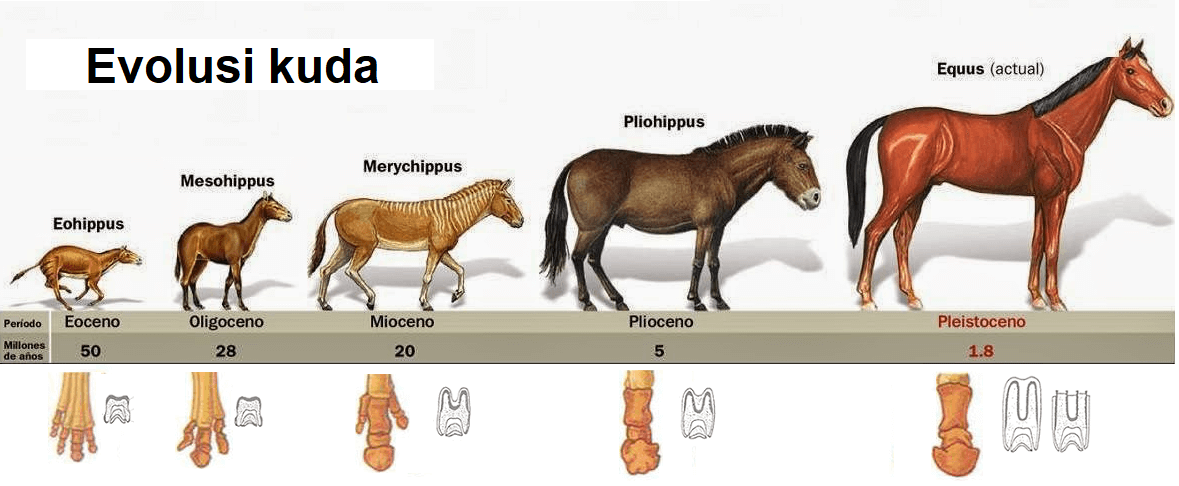 evolusi kuda