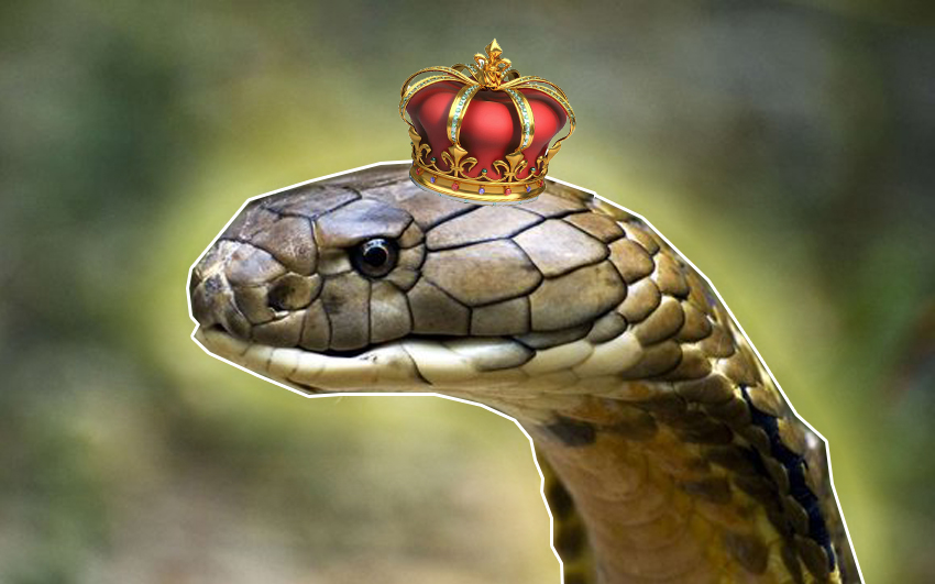 fakta menarik tentang raja ular tedung selar
