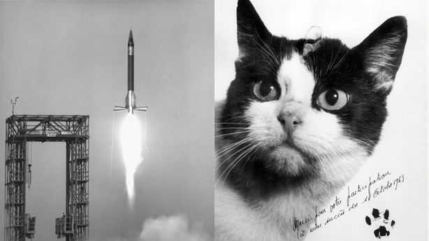 felicette kucing pertama di angkasa lepas