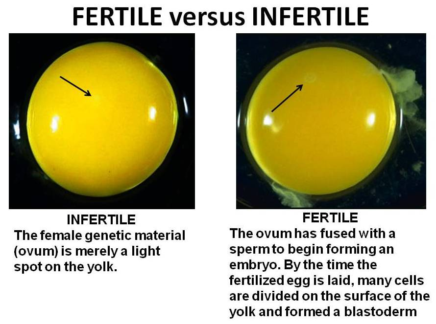 fertile infertile