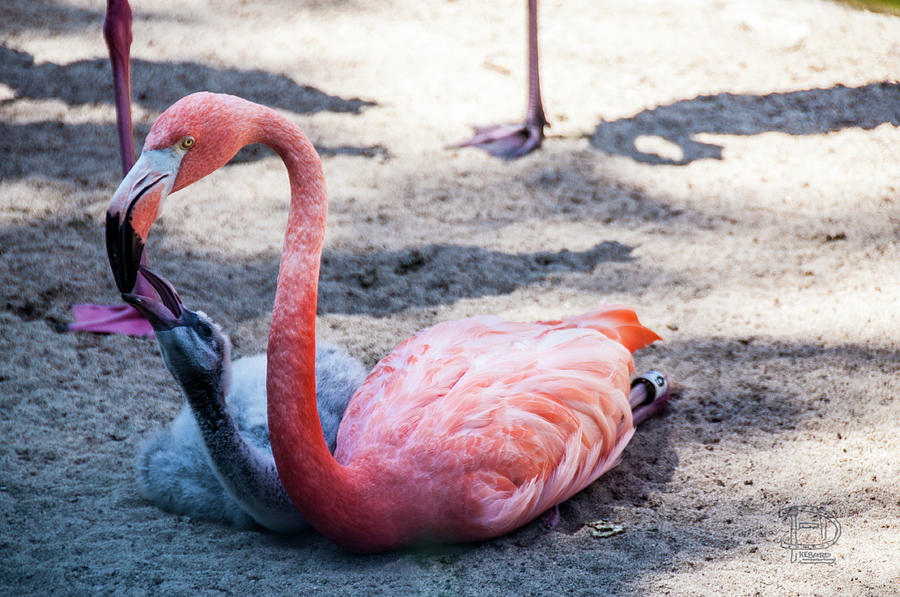 flamingo memberi anak makan